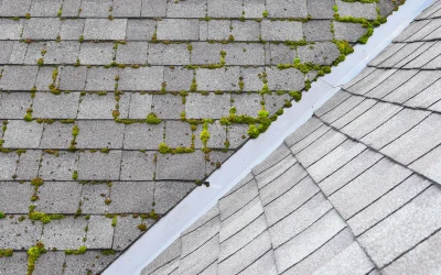 Can Roof Cleaning Prevent Damage From Moss and Algae?